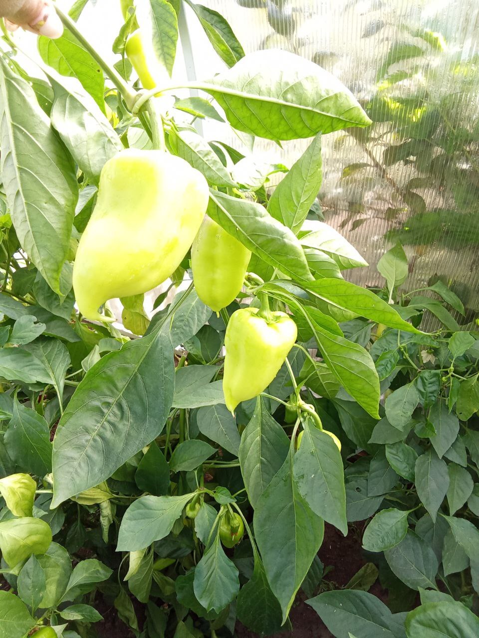 ВНИМАНИЕ! ВНИМАНИЕ! ПЕРВАЯ ШКОЛЬНАЯ ЯРМАРКА УРОЖАЯ!.