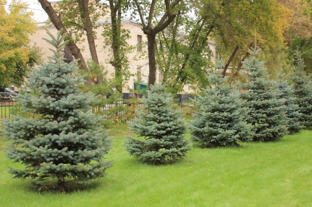 Аллея Памяти.